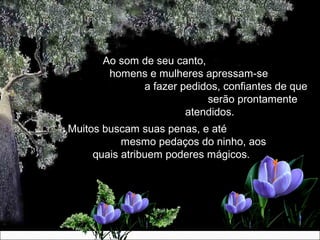 Ao som de seu canto,Ao som de seu canto,
homens e mulheres apressam-sehomens e mulheres apressam-se
a fazer pedidos, confiantes de quea fazer pedidos, confiantes de que
serão prontamenteserão prontamente
atendidos.atendidos.
Muitos buscam suas penas, e atéMuitos buscam suas penas, e até
mesmo pedaços do ninho, aosmesmo pedaços do ninho, aos
quais atribuem poderes mágicos.quais atribuem poderes mágicos.
 