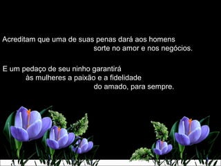 Acreditam que uma de suas penas dará aos homensAcreditam que uma de suas penas dará aos homens
sorte no amor e nos negócios.sorte no amor e nos negócios.
E um pedaço de seu ninho garantiráE um pedaço de seu ninho garantirá
às mulheres a paixão e a fidelidadeàs mulheres a paixão e a fidelidade
do amado, para sempre.do amado, para sempre.
 