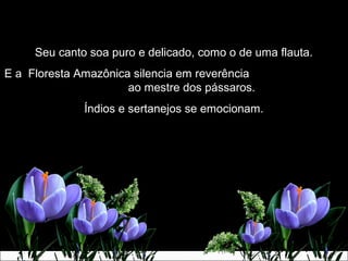 Seu canto soa puro e delicado, como o de uma flauta.Seu canto soa puro e delicado, como o de uma flauta.
E a Floresta Amazônica silencia em reverênciaE a Floresta Amazônica silencia em reverência
ao mestre dos pássaros.ao mestre dos pássaros.
Índios e sertanejos se emocionam.Índios e sertanejos se emocionam.
 