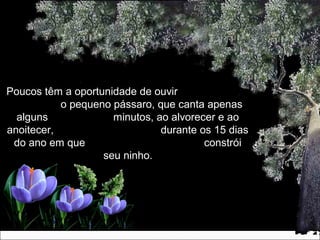Poucos têm a oportunidade de ouvirPoucos têm a oportunidade de ouvir
o pequeno pássaro, que canta apenaso pequeno pássaro, que canta apenas
alguns minutos, ao alvorecer e aoalguns minutos, ao alvorecer e ao
anoitecer, durante os 15 diasanoitecer, durante os 15 dias
do ano em que constróido ano em que constrói
seu ninho.seu ninho.
 
