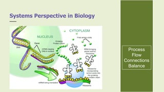 Systems Perspective in Biology
Process
Flow
Connections
Balance
 