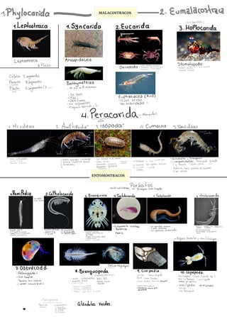 Resumen de Crustáceos Malacostracos y Entomostracos