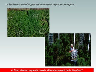 La fertilització amb CO2 permet incrementar la producció vegetal...

4. Com afecten aquests canvis al funcionament de la biosfera?

 