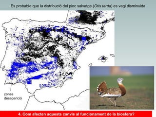 Es probable que la distribució del pioc salvatge (Otis tarda) es vegi disminuida

zones
desaparició

4. Com afecten aquests canvis al funcionament de la biosfera?

 