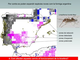 Per contra es poden expandir espècies noves com la formiga argentina

Linepithema humile Mayr

zones de reducció
zones detectada
zones d’expansió
zones potencials

4. Com afecten aquests canvis al funcionament de la biosfera?

 