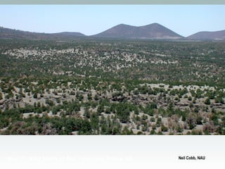 May 17, 2003 North of San Francisco Peaks, AZ

Neil Cobb, NAU

 