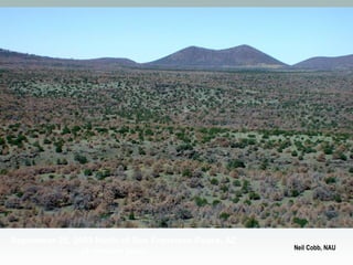 September 20, 2003 North of San Francisco Peaks, AZ
(4 months later)

Neil Cobb, NAU

 