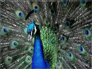 La Directrice des achats 