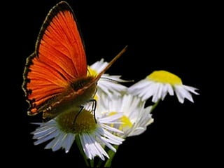 La Directrice des achats 