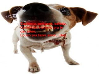 Cachorro, perigoso, safado,
Carinhoso e pronto pra te
dar amor,
Louco pra fazer amor... (4x)
 