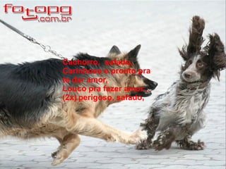 Cachorro, safado,
Carinhoso e pronto pra
te dar amor,
Louco pra fazer amor...
(2x) perigoso, safado,
 