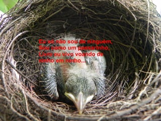 Eu só não sou de ninguém,
Sou como um passarinho,
Livre eu vivo voando de
ninho em ninho...
 