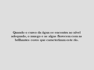 Quando o curso da água se encontra ao nível adequado, o musgo e as algas florecem com as brilhantes cores que caracterizam este rio. 