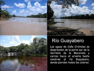 Las aguas de Caño Cristales se desprenden de la parte sur de la Serranía de la Macarena y corren hacia el oriente hasta rendirse al río Guayabero, donde pierden todos los colores Río Guayabero 