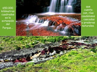 650.000 kilómetros cuadrados es la extensión del Parque … que cuenta con, ríos caudalosos, cascadas y praderas naturales. 