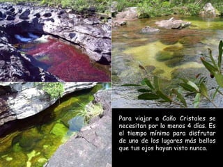 Para viajar a Caño Cristales se necesitan por lo menos 4 días. Es el tiempo mínimo para disfrutar de uno de los lugares más bellos que tus ojos hayan visto nunca. 