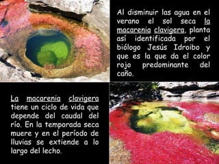 Al disminuir las agua en el verano el sol seca  la macarenia   clavigera , planta así identificada por el biólogo Jesús Idroibo y que es la que da el color rojo predominante del caño. La   macarenia   clavigera  tiene un ciclo de vida que depende del caudal del río. En la temporada seca muere y en el período de lluvias se extiende a lo largo del lecho .  