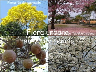 Floración del guayacán floración de la Tabebuia rosea floración del ocobo árbol del maraco Flora urbana en Villavicencio 