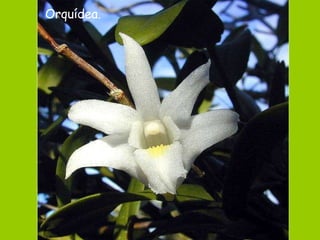 Orquídea. 