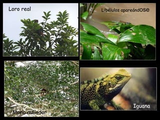 Loro real Mono aullador Libélulas apareánd ose Iguana 