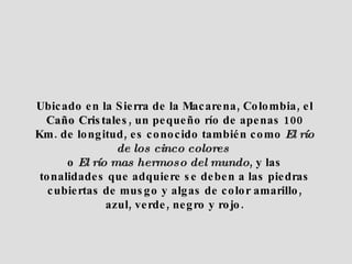 Ubicado en la Sierra de la Macarena, Colombia, el Caño Cristales , un pequeño río de apenas 100 Km. de longitud, es conocido también como El río de los cinco colores o El río mas hermoso del mundo , y las tonalidades que adquiere se deben a las piedras cubiertas de musgo y algas de color amarillo, azul, verde, negro y rojo.