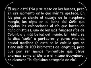 El agua está fría y se mete en los huesos, pero en ese momento es lo que más te apetece. En los pies se siente el masaje de la rizophora mangle, las algas en el lecho del Caño que regalan las coloraciones al río que hacen de Caño Cristales, uno de los más famosos ríos de Colombia y más bellos del mundo. En  Meta se le dice “caño” a perfectos y puros ríos de caudal mediano (a este se le calcula que no tiene más de 100 kilómetros de longitud), pero que por ser menos torrentoso que otros enormes como el Meta o el mismo Guayabero, no alcanzan “la dignísima categoría de río”.  