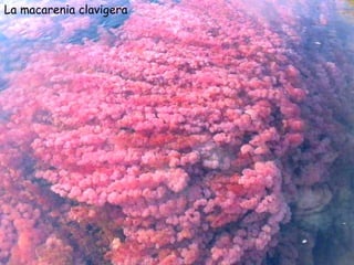 La macarenia clavigera  