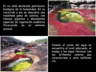 El rio está declarado patrimonio biológico de la humanidad. En su recorrido a pie se descubre una resaltada gama de colores, con túneles gigantes y abundantes especies de vegetación endémica floreciendo en un entorno natural . Cuando el curso del agua se encuentra al nivel adecuado, el musgo y las algas florecen con los brillantes colores que caracterizan a este bellísimo río. 