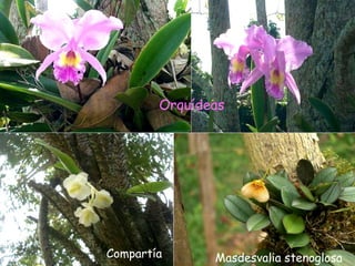 Orquídeas Compartía Masdesvalia stenoglosa 