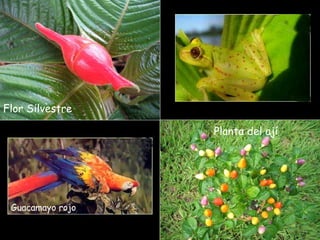 Flor Silvestre Planta del ají Guacamayo rojo 
