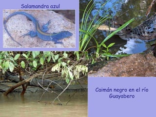 Caimán negro en el río Guayabero Salamandra azul 