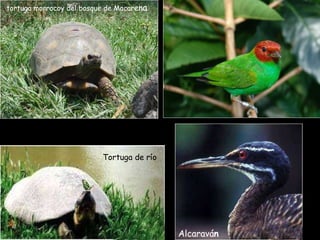 tortuga morrocoy del bosque de Macar en a Alcaravá n Tortuga de río 