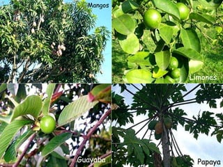 Papaya Guayaba Mangos Limones 