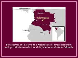 Se encuentra en la Sierra de la Macarena en el parque Nacional y
municipio del mismo nombre, en el departamentos de Meta, Colombia.
 
