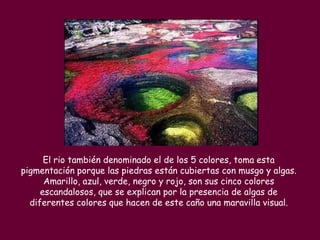 El rio también denominado el de los 5 colores, toma esta
pigmentación porque las piedras están cubiertas con musgo y algas.
      Amarillo, azul, verde, negro y rojo, son sus cinco colores
     escandalosos, que se explican por la presencia de algas de
  diferentes colores que hacen de este caño una maravilla visual.
 