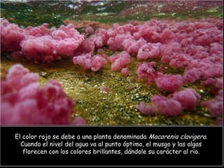 El color rojo se debe a una planta denominada Macarenia clavigera.
  Cuando el nivel del agua va al punto óptimo, el musgo y las algas
   florecen con los colores brillantes, dándole su carácter al rio.
 