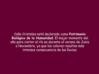 Caño Cristales está declarado como Patrimonio
 Biológico de la Humanidad. El mejor momento del
año para visitar el río es durante el verano de Junio
    a Noviembre, ya que los colores resultan más
         intensos consecuencia de las lluvias.
 