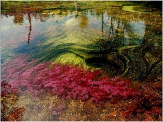 Caño cristales