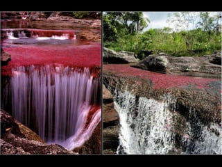 Caño cristales