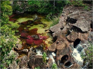 Caño cristales