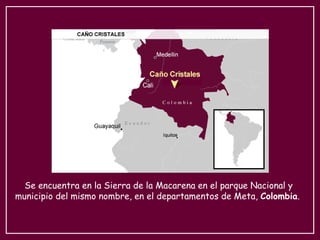 Se encuentra en la Sierra de la Macarena en el parque Nacional y
municipio del mismo nombre, en el departamentos de Meta, Colombia.
 
