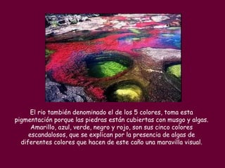 El rio también denominado el de los 5 colores, toma esta
pigmentación porque las piedras están cubiertas con musgo y algas.
      Amarillo, azul, verde, negro y rojo, son sus cinco colores
     escandalosos, que se explican por la presencia de algas de
  diferentes colores que hacen de este caño una maravilla visual.
 