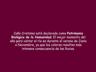 Caño Cristales está declarado como Patrimonio
 Biológico de la Humanidad. El mejor momento del
año para visitar el río es durante el verano de Junio
    a Noviembre, ya que los colores resultan más
         intensos consecuencia de las lluvias.
 