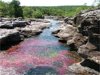 Caño Cristales