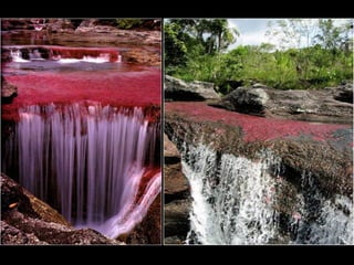 Caño Cristales