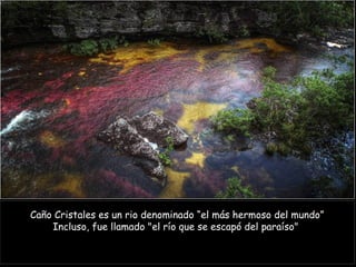 Caño Cristales es un rio denominado “el más hermoso del mundo”
    Incluso, fue llamado "el río que se escapó del paraíso"
 