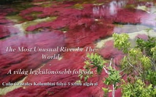 Caño Cristales Kolumbiai folyó 5 színű algával 