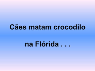 Cães matam crocodilo  na Flórida . . .   