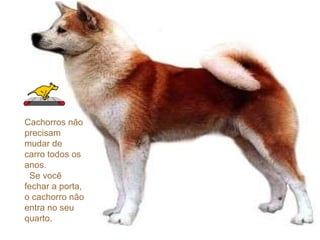 Cachorros não precisam mudar de carro todos os anos.    Se você fechar a porta, o cachorro não entra no seu quarto.  