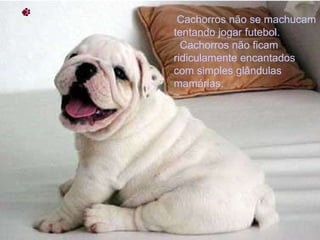 Cachorros não se machucam tentando jogar futebol.    Cachorros não ficam ridiculamente encantados com simples glândulas mamárias.  